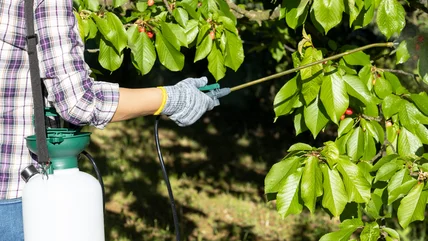 Một nguồn hướng dẫn thiết yếu để sử dụng dầu khí trong vườn Ves Neem