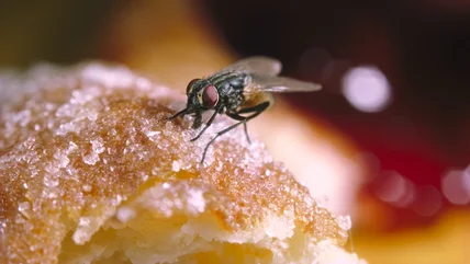 The Fruit You Need To Help Keep Pesky Flies Out Of Your Home