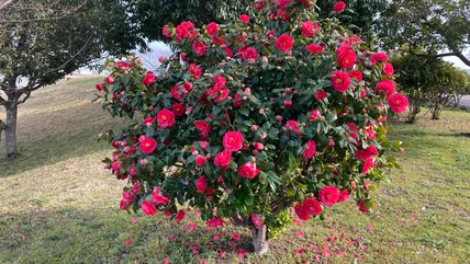 Help Your Camellias Produce Gorgeous Blooms With This Simple Gardening Tip