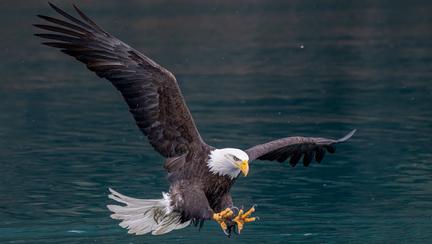 Man Pleads Guilty To Bald Eagle 'Killing Spree'