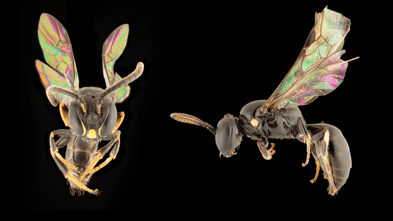 Eight Beautiful New Iridescent "Island-Hopping" Bee Species Found In Polynesia