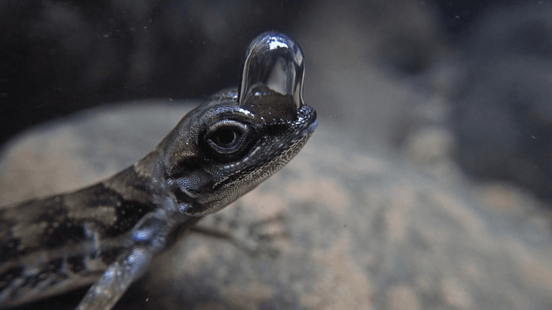 Chiếc mũ bong bóng Scuba-Diveing Anoles đã chứng minh lặn dài lần đầu tiên