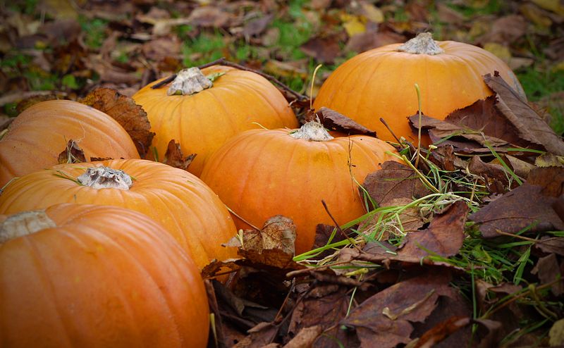 Tại sao bạn không nên vứt bí ngô vào rừng sau Halloween