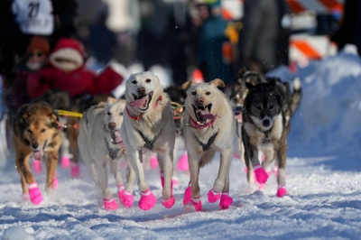 Alaska's 52nd annual Iditarod sled dog race mushes to starting line