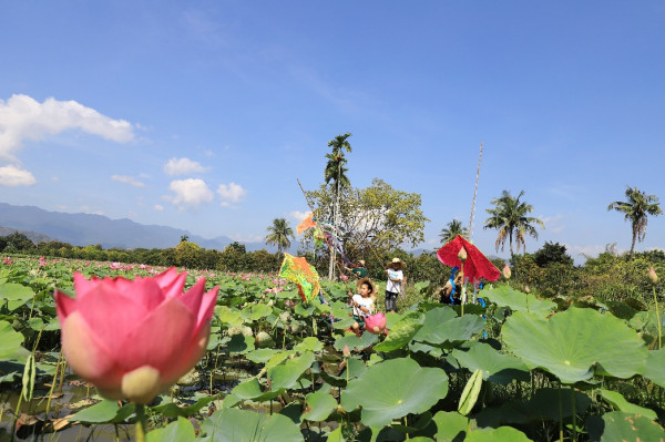 Mùa hạ ngát hương sen