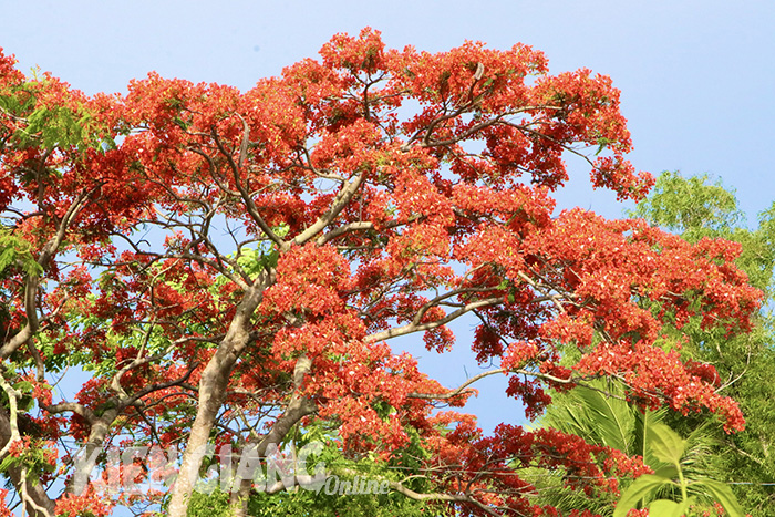 Rực rỡ sắc hoa mùa hè