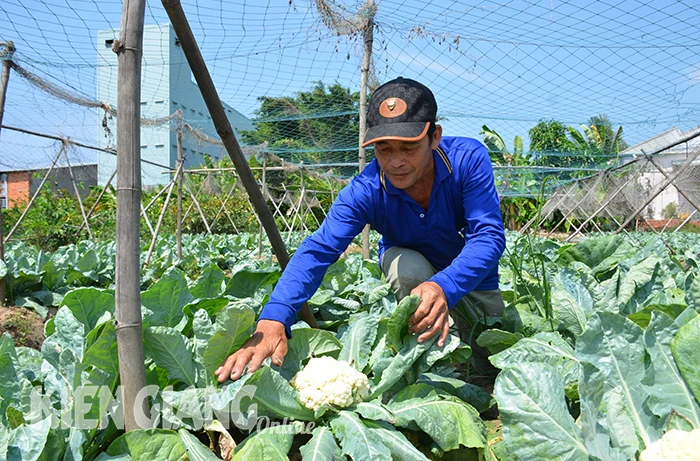 Rau, màu trong vụ tết