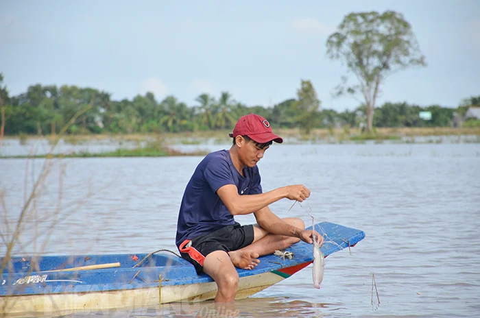 Kiên Giang có khoảng 95.114ha lúa ảnh hưởng lũ