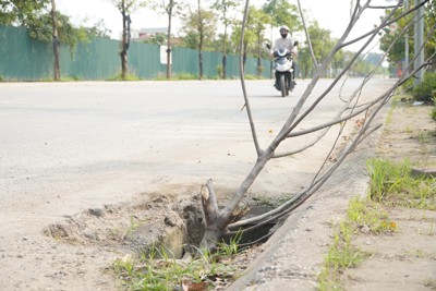 Hà Nội: Mất hàng loạt nắp cống trên đường Hoàng Sa