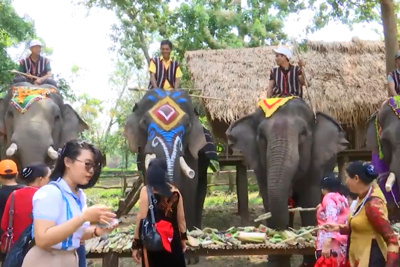 Đắk Lắk: bảo tồn và phát triển loài voi gắn với du lịch