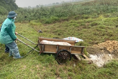 Hà Tĩnh: Tiêu hủy trên 16 tấn lợn bị dịch tả lợn Châu Phi