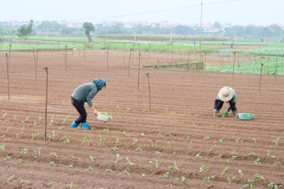 Vựa rau củ lớn nhất Hà Nội vào vụ mới