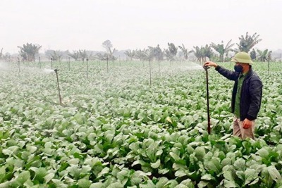 Hà Nội: Vựa rau Mê Linh kỳ vọng vụ Tết “được mùa, được giá”