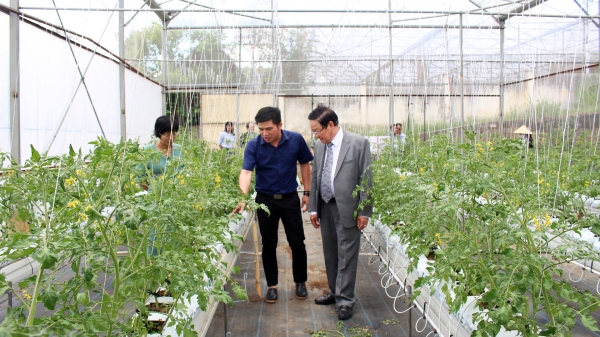 Thành quả nghiên cứu lai tạo giống rau, hoa, khoai tây năng suất, chất lượng