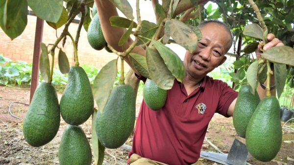 Phát triển bền vững vùng cây ăn trái chủ lực