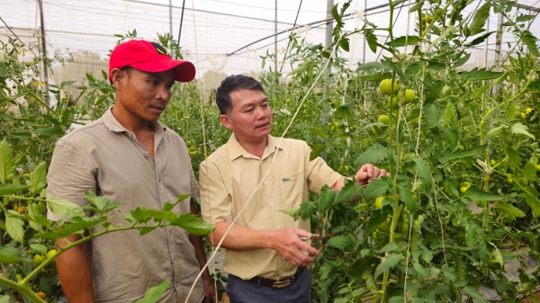 K’Kiên tiên phong sản xuất nông nghiệp ứng dụng công nghệ cao