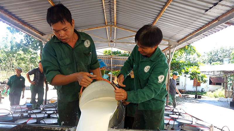 Ngành cao-su hướng đến tăng trưởng xanh, bền vững