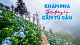 Khám phá "thiên đường" hoa cẩm tú cầu