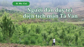 Người dân duy trì diện tích mận Tả Van