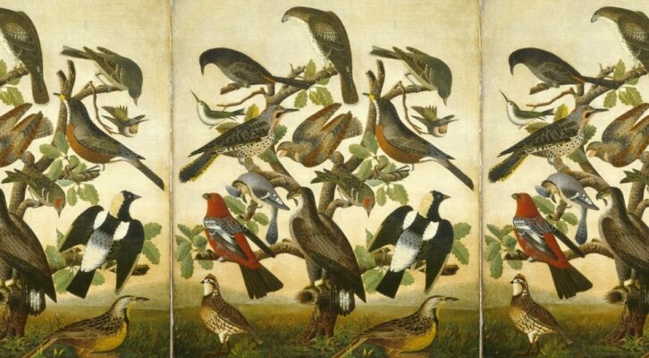 Avian Teachers: On What We Can Learn from Birds