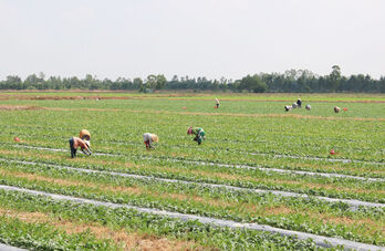 Nông dân tích cực chăm sóc dưa hấu phục vụ thị trường tết