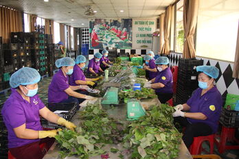 Sẵn sàng nguồn cung rau màu dịp Tết Nguyên đán