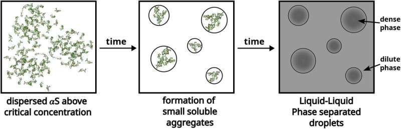 Simulations reveal mechanism behind protein buildup in Parkinson's disease