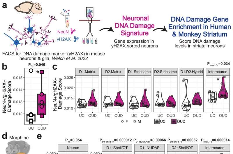 Study finds links between chronic opioid use and brain cell, DNA changes