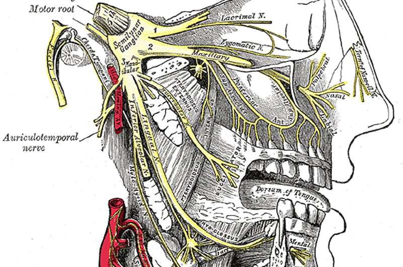 Xin chào sốt cỏ khô—tại sao ấn vào dưới mũi có thể ngừng hắt hơi nhưng tại sao bạn không nên