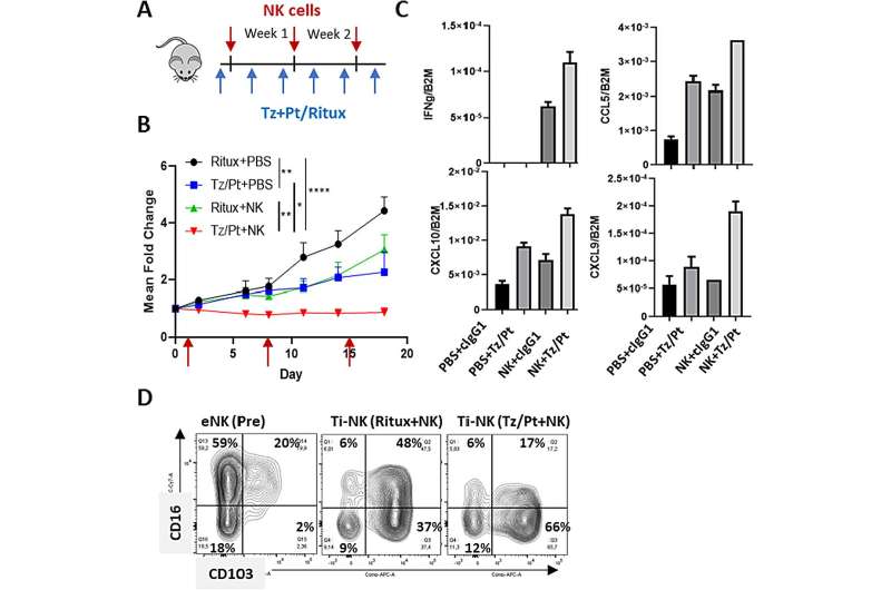 Khối u Lymph tuyển dụng hệ miễn dịch để chống lại ung thư vú hung hăng nhất, nghiên cứu xác nhận