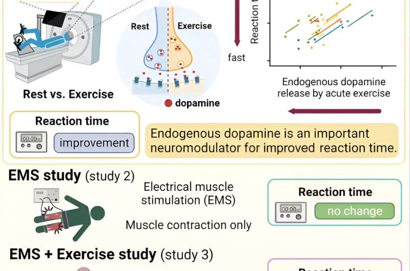 Dopamine có thể giải thích tại sao tập thể dục giúp tăng cường trí não của bạn