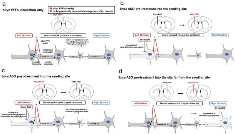 Phương pháp điều trị phản giác cho thấy hứa hẹn điều trị bệnh Parkinson