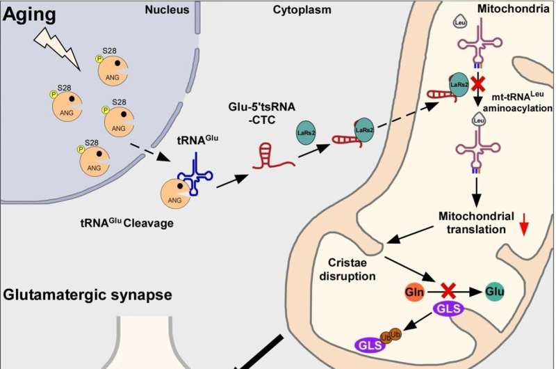 Nghiên cứu cho thấy vai trò quan trọng của các mảnh vỡ TRNA trong quá trình lão hóa não và Alzheimer