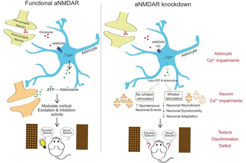 Pharmacy researchers shed light on how the brain processes the sense of touch