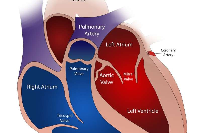 Tự khám phá van thoát dạng bong bóng và van có thể mở rộng cho mạch máu ở bệnh nhân với van van tự hủy bỏ nhỏ