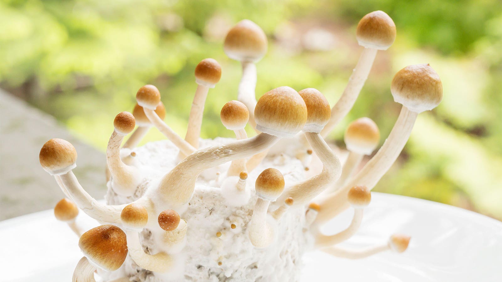 Lời hứa về 'Magic Mushrooms' cho sức khỏe tâm thần là có thật