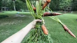 How to Clean Root Vegetables