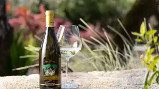 Gọi Frank... Giới thiệu về Chardonnay