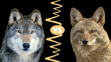 Sói chống lại. Coyotes: Có sự khác biệt nào?