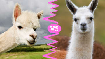 Alpacas đấu với Llamas: Có sự khác biệt nào?