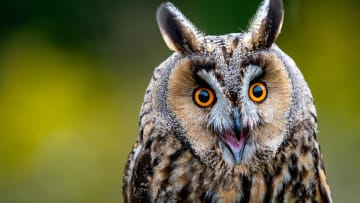 Are Owls Actually All That Wise?