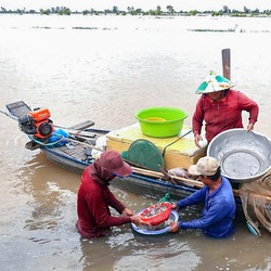 Mưa lũ thượng nguồn sông Mekong ảnh hưởng ra sao đến Đồng bằng sông Cửu Long?