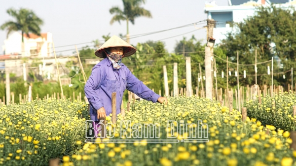 Mỹ Tân rộn ràng vào vụ hoa tết