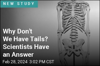 Why Don't We Have Tails? Scientists Have an Answer