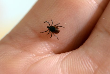 Lyme Disease Is Quietly Debilitating Millions of Americans