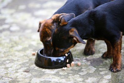 Chủ sở hữu chó ở năm tiểu bang được cảnh báo sau khi thu hồi thức ăn mới cho thú cưng