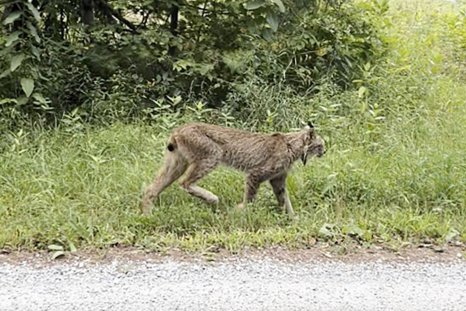 Canada Lynx: Hiển thị ở Vermont Marks First từ năm 2018