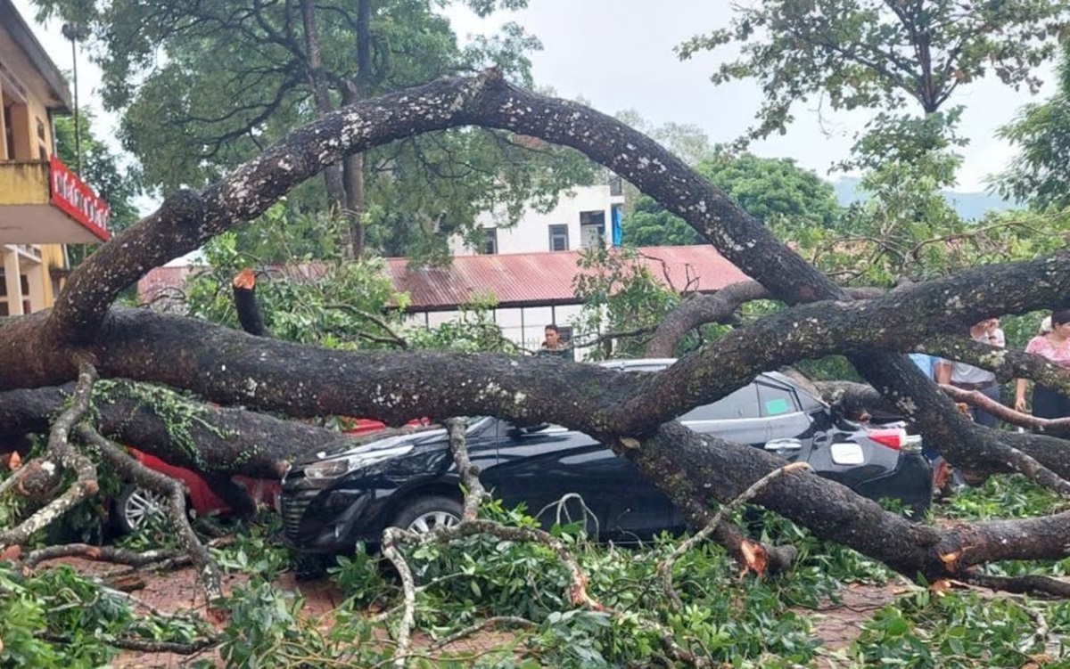 Cành cây gãy rơi trúng nữ giáo viên đang đi dưới sân trường, đè bẹp 4 ôtô