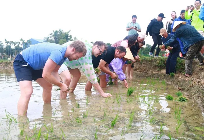 Ông Tây bà Đầm đội mưa lội bùn tát nước, cưỡi trâu cày ruộng, cấy lúa ở Hội An