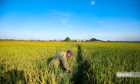 Tăng trưởng GDP ngành nông nghiệp cao nhất trong nhiều năm trở lại đây